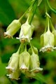 STAPHYLEA TRIFOLIA | Bladdernut