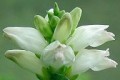CHELONE GLABRA | Turtlehead