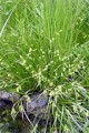 Carex Comosa - Bottlebrush Sedge