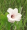 Rose Mallow - Hibiscus militaris

Perennial plant that survives the Midwest winters!