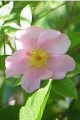 ROSA PALUSTRIS | Swamp Rose