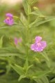 MIMULUS RINGENS | Monkey Flower