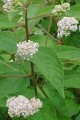 CEANOTHUS AMERICANUS | New Jersey Tea
