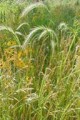 ELYMUS CANADENSIS | Canada Wild Rye