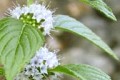 MENTHA ARVENSIS | Wood Mint