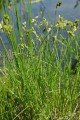 CAREX TRIBULOIDES | Blunt Broom Sedge