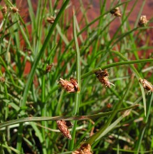 SCIRPUS PUNGENS | Common Three-Square