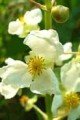 SAGITTARIA LATIFOLIA | Common Arrowhead