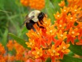 Pollinator Plant Kit