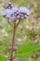 EUPATORIUM COELESTINUM | Mist Flower