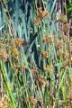 JUNCUS EFFUSUS | Soft Rush
