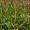 SCIRPUS PUNGENS | Common Three-Square