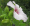 Rose Mallow - Hibiscus militaris