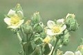 IOWA ECOTYPE CP-25 MIX