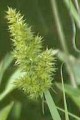CAREX STIPATA | Awl- fruited Sedge