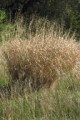 PANICUM VIRGATUM | Switchgrass