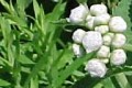 PARTHENIUM INTEGRIFOLIUM | Wild Quinine