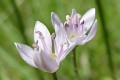ALLIUM CANADENSE | Wild Garlic