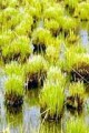 CAREX STRICTA | Tussock Sedge