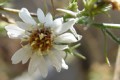 BOLTONIA ASTEROIDES | False Aster