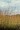 ANDROPOGON GERARDI | Big Blue Stem
