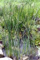 SCIRPUS VALIDUS | Soft Stem Bulrush