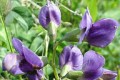 BAPTISIA AUSTRALIS | Blue Wild Indigo
