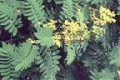 CASSIA  HEBECARPA | Wild Senna
