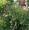 AGASTACHE SCROPHULARIAEFOLIA | Giant Purple Hyssop