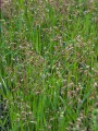 Sweet Grass