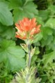 CASTELLIJA COCCINEA | Indian Paintbrush