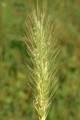 IOWA ECOTYPE 20/20 MIX FOR WRP HYDRIC SITES
