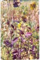 BIDENS CONNATA | Swamp Purplestem Beggartick