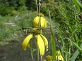 Savanna Woodland Edge Native Seed Mix