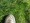 Low Growing, No Mow Lawn Grass -  Minimal maintenance - all soil and sun types