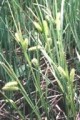 CAREX HYSTRICINA | Porcupine Sedge