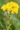 SOLIDAGO RIGIDA | Stiff Goldenrod