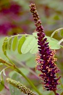 AMORPHA FRUTICOSA | False Indigo