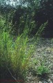 POA PALUSTRUS | Fowl Blue Grass