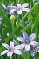 SISYRINCHIUM CAMPESTRE | Blue-eyed Grass