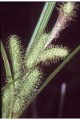 CAREX FRANKII | Frank's Sedge