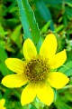 BIDENS CERNUA | Nodding Bur Marigold