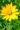 Oxeye Sunflower Wildflower Perennial seeds and plants at Ion Exchange.