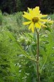 SILPHIUM LACINATUM | Compass Plant