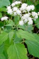 EUPATORIUM RUGOSUM | White Snakeroot