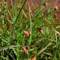 SCIRPUS PUNGENS | Common Three-Square