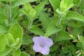 RUELLIA HUMILIS | Wild Petunia