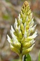 GLYCYRRHIZA LEPIDOTA | Wild Licorice