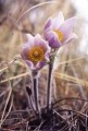 ANEMONE PATENS | Pasque Flower