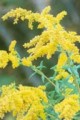 SOLIDAGO CANADENSIS | Canada Goldenrod